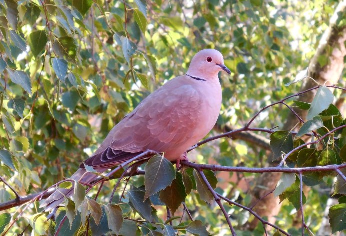 Кольчатая Горлица с дикими голубями
