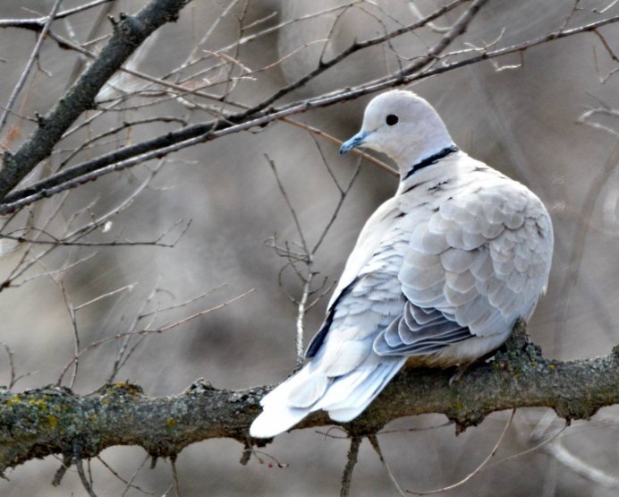 Птица Горлица обыкновенная