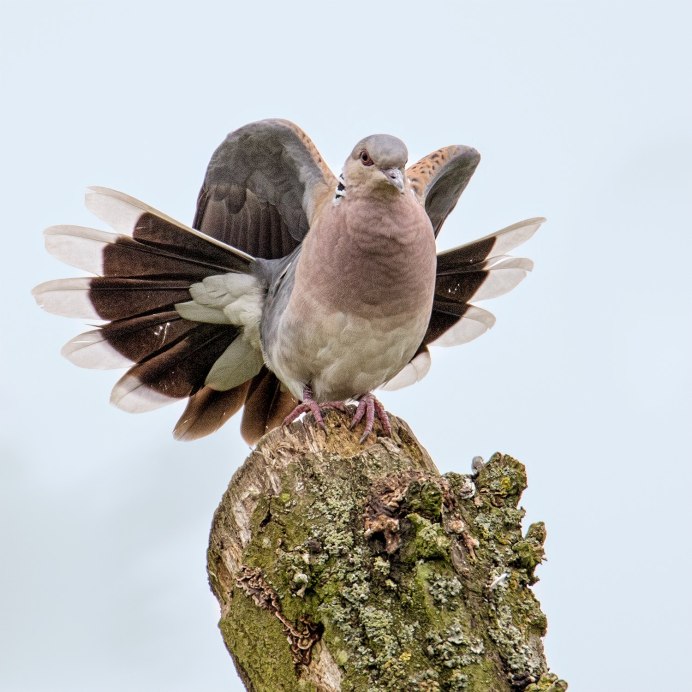 Голубь кольчатая Горлица