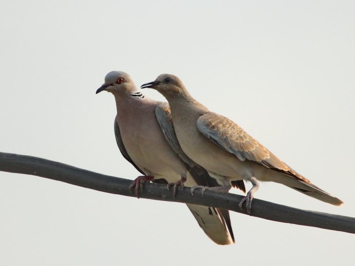 Сенегальская Горлица