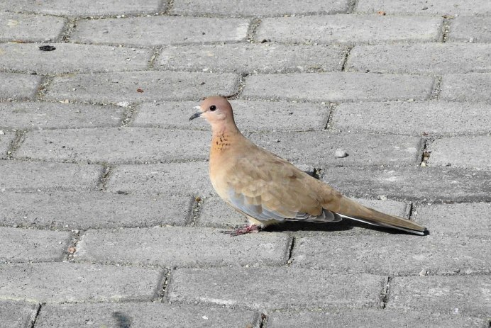 Горлица птица Бишкек