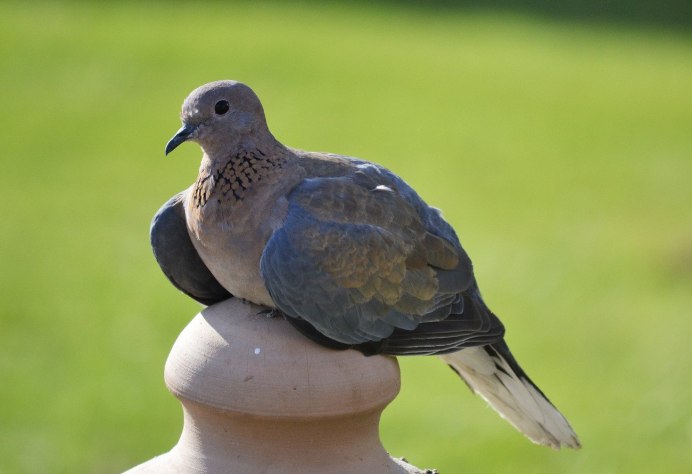 Хатсайр Мусича