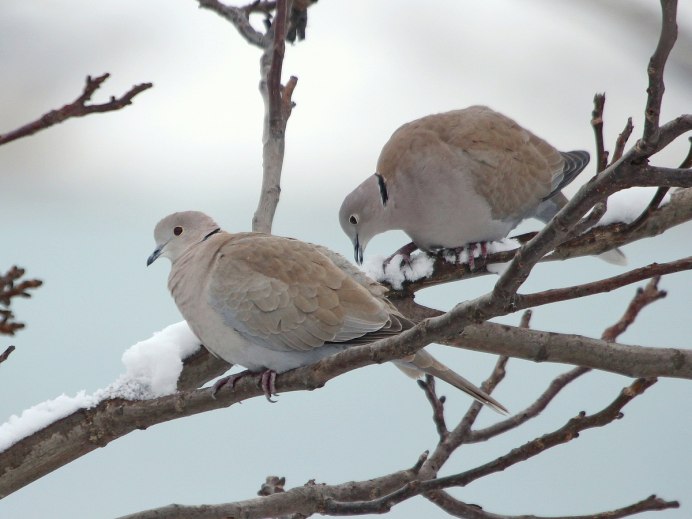 Обыкновенная Горлица (Streptopelia Turtur)