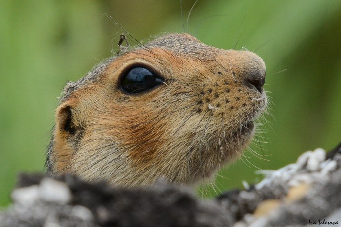 Желтый суслик Spermophilus fulvus