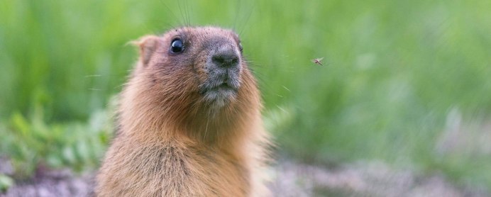 Европейский суслик (Spermophilus citellus)