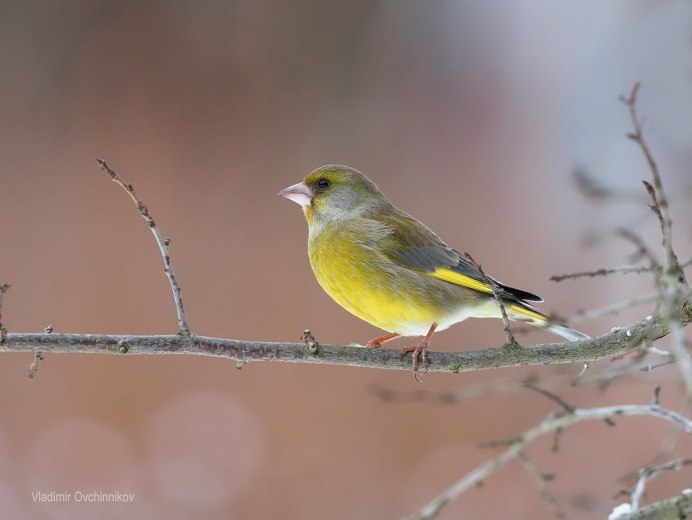 Лесная канарейка обыкновенная зеленушка