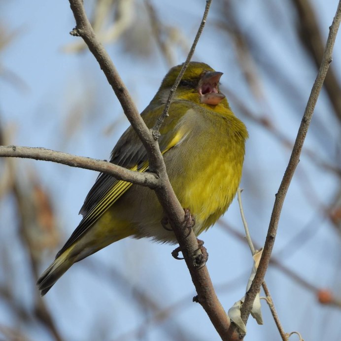 Зеленушка злится