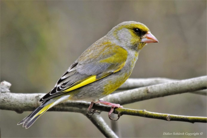 Лесная канарейка обыкновенная зеленушка