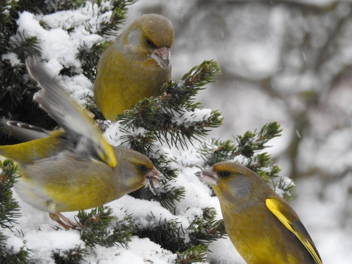 Зяблик зеленушка