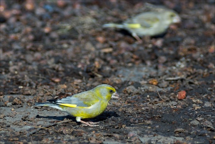 Птицы Орловской области фото с названиями зимующие зеленушки