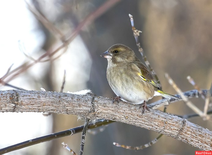 Зеленушка половой диморфизм