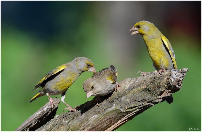 Чиж и зеленушка