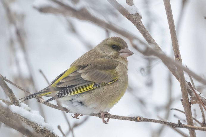 Зеленушка самка