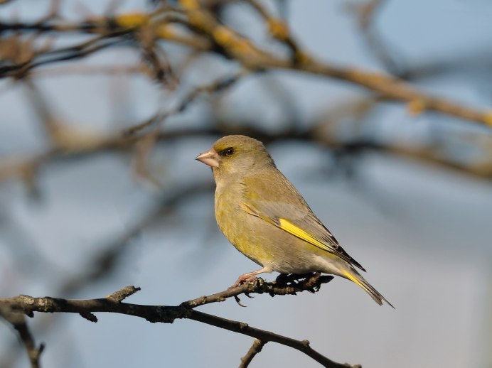 Птица Курская зеленушка