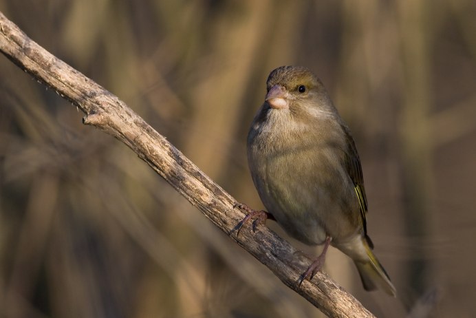 Зеленушка Chloris Carduelis Nest