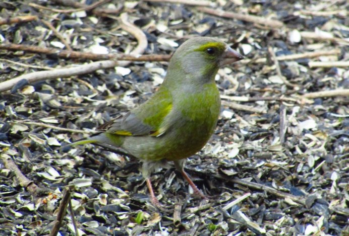 Птенец зеленушки