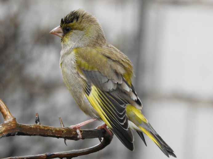 Зеленушка птица фото самка и самец зимой