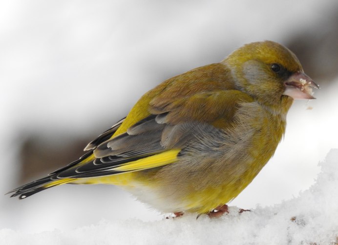 Обыкновенная зеленушка птенец