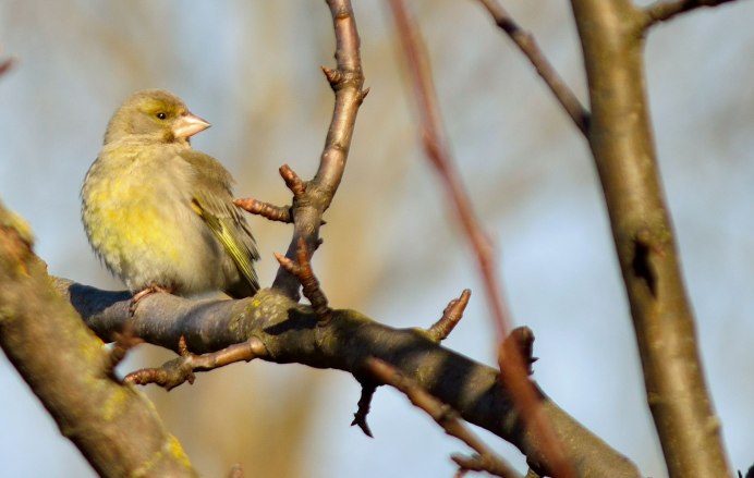 Зеленушка птица в Подмосковье