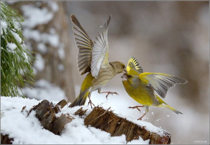 Птичка зеленушка зимой
