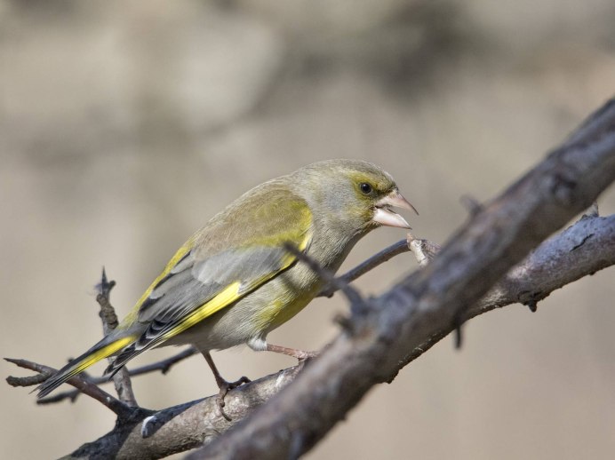 Зеленушка птица в Верхнем парке города Липецка