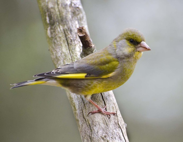 Зеленушка обыкновенная систематика