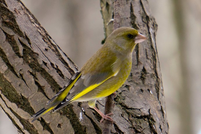 Крымская зеленушка