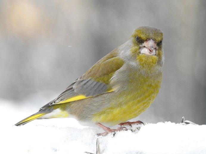 Зеленушка самка