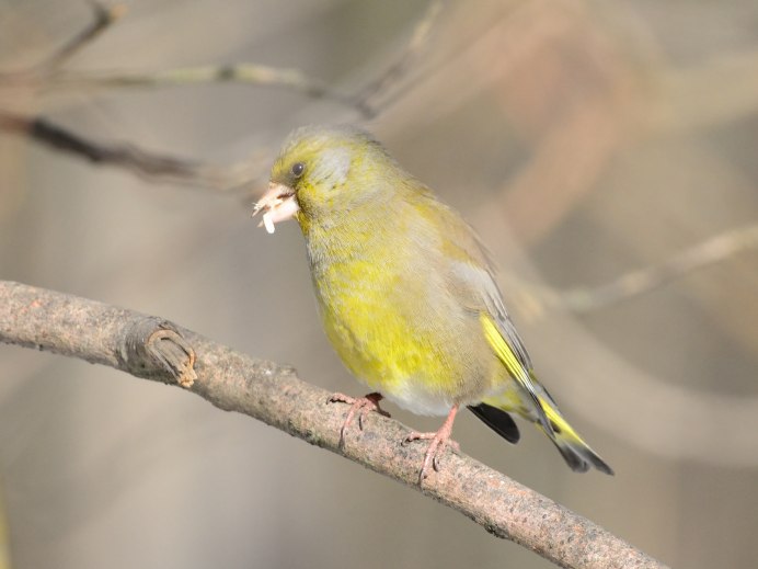 Зеленушка птица фото самка и самец зимой