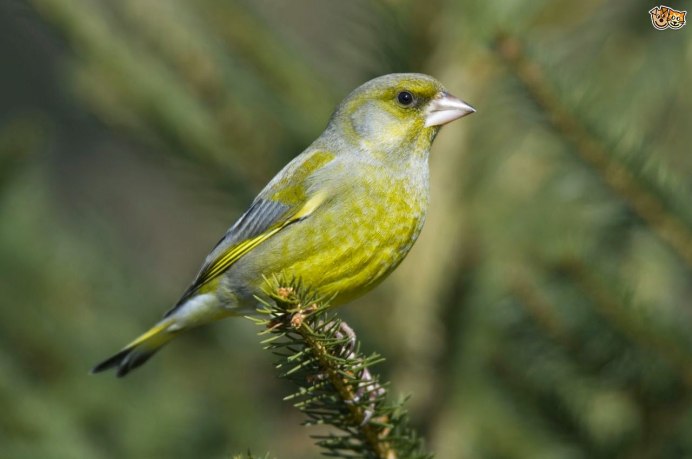 Птичка зеленушка