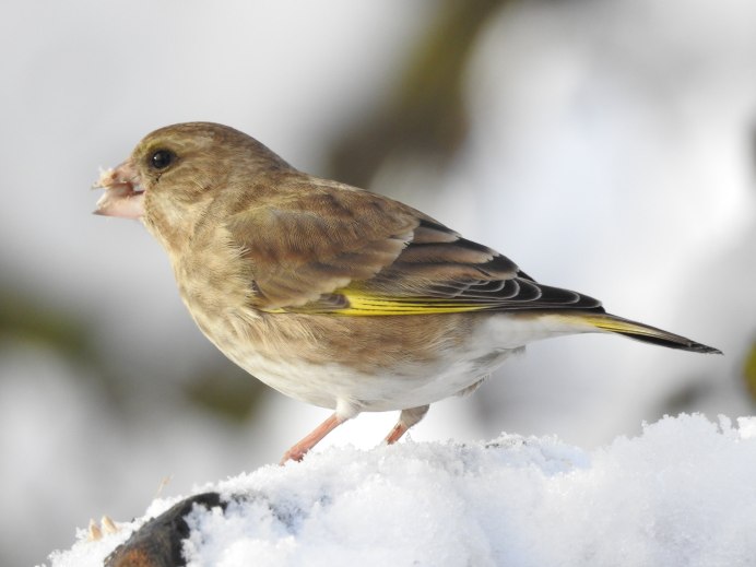 Зеленушка Планета