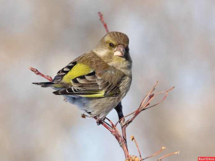 Зеленушка Вьюрковые