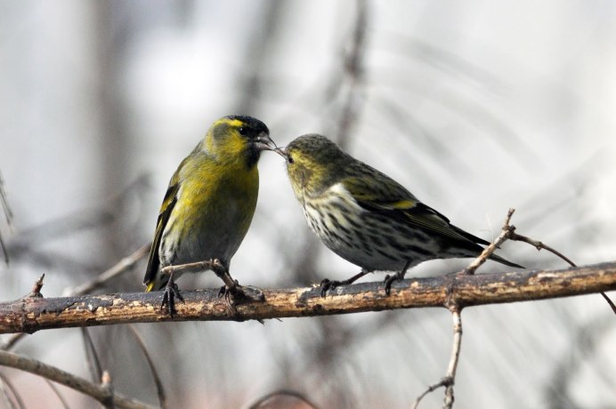 Японский Чиж