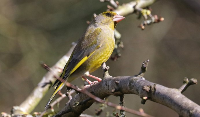 Обыкновенная зеленушка самец