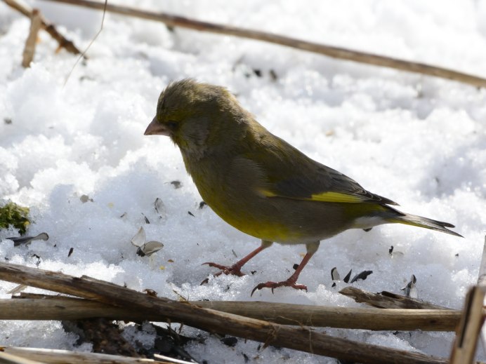 Лесная канарейка зеленушка самка