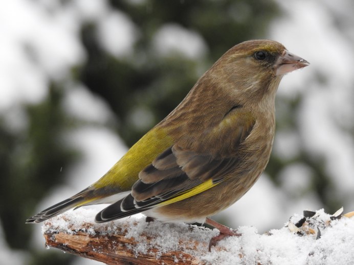 Обыкновенная зеленушка