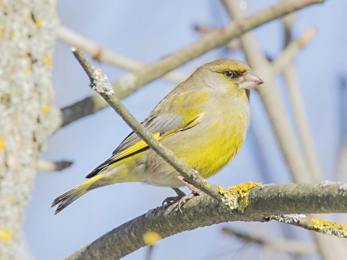 Синица зеленушка Чиж