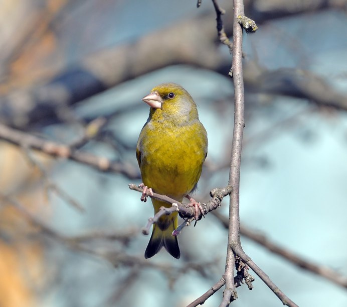 Зеленушка птица в Подмосковье