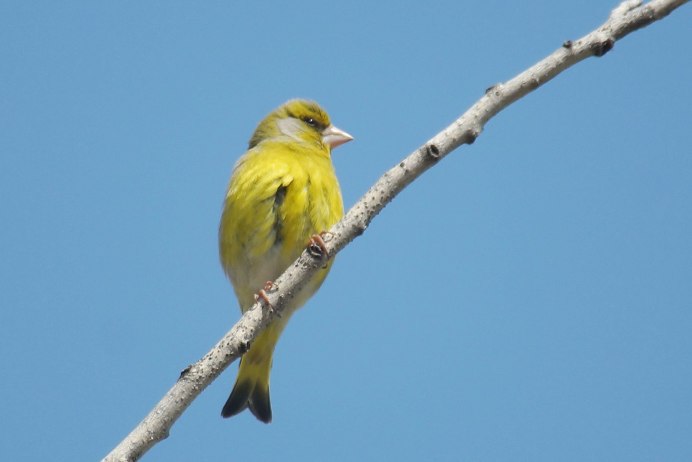 Зеленушка птица самка