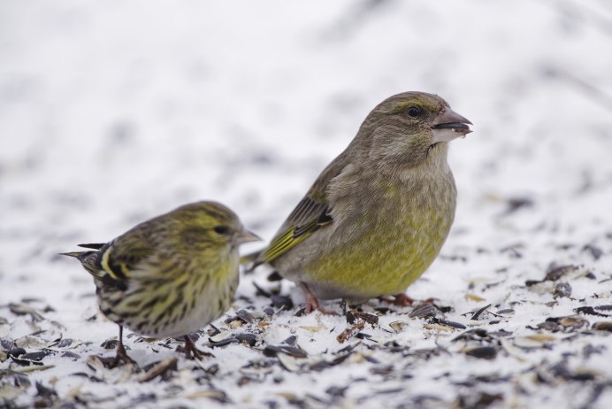 Птичка зеленушка и Чижик