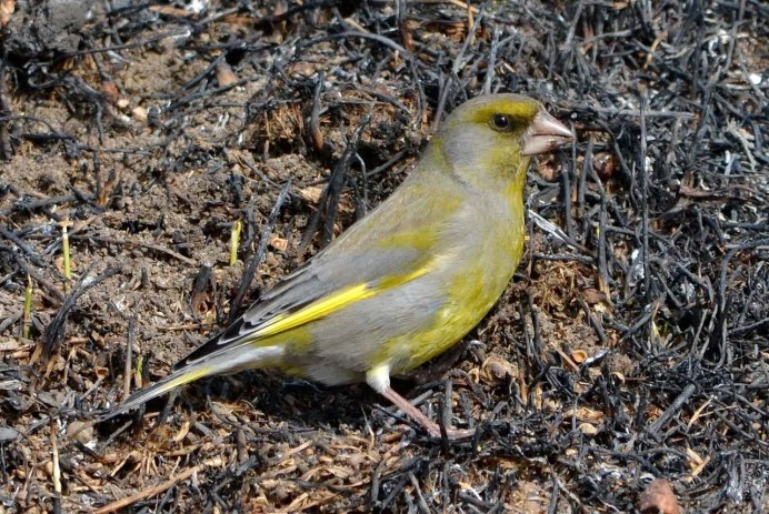 Песочники зеленушки