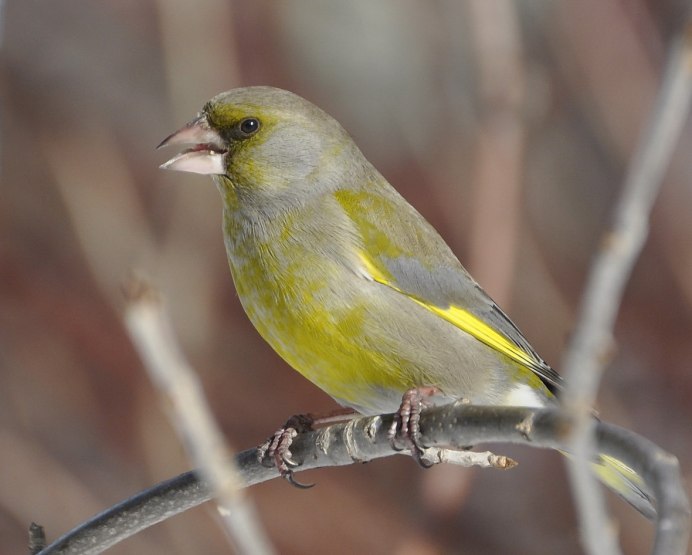 Обыкновенная зеленушка самка