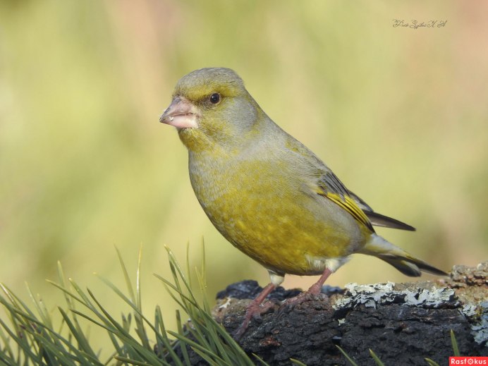 Обыкновенная зеленушка самец