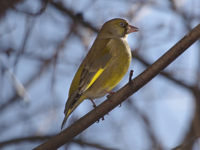 Зеленушка и Дубонос