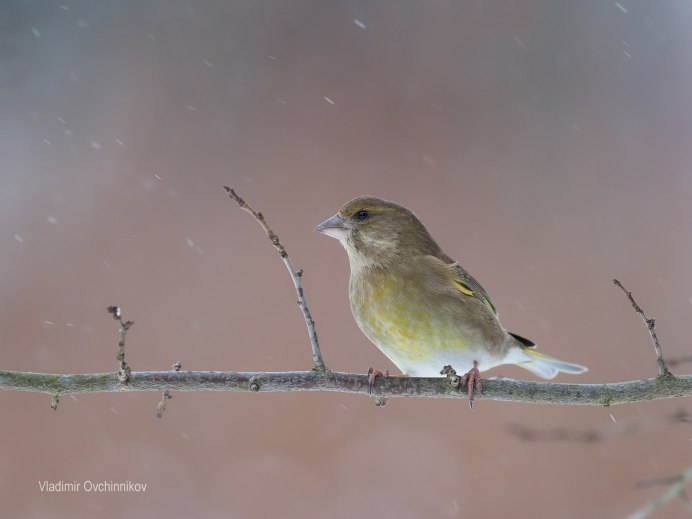Зеленушка птица самка и самец