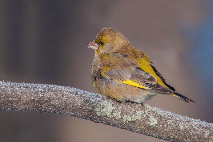 Зеленушка Кронштадт