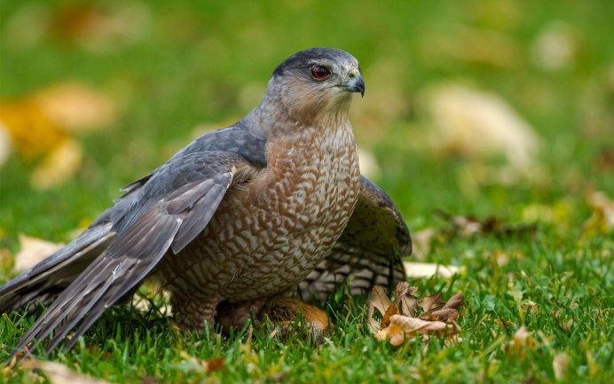 Тетеревятник (Accipiter gentilis)