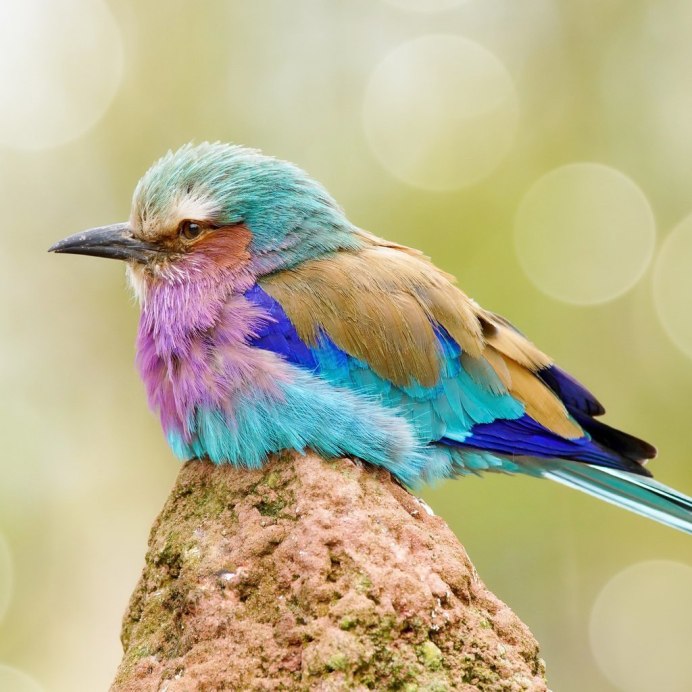 Сиреневогрудая сизоворонка Lilac breasted Roller