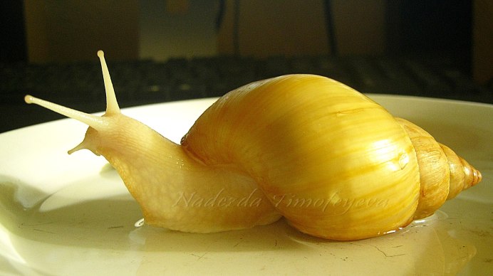 Фулика альбино улитка