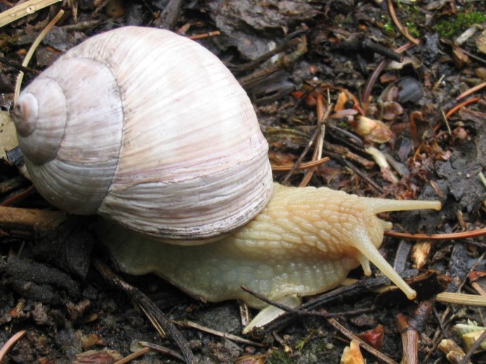 Sumatra White улитка